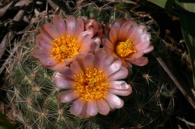 Pariette Cactus