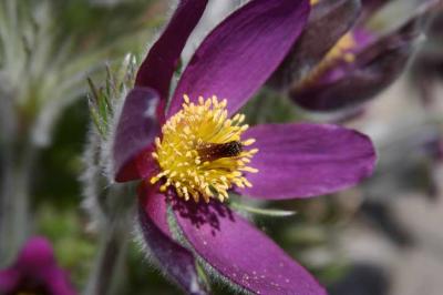 Pasqueflower