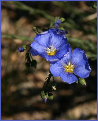 Wild Blue Flax