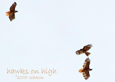 Hawks on High