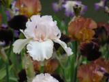 Iris Cherry Blossom Special