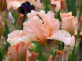 Iris Buisson de Roses