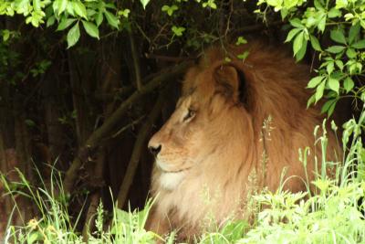 bronx_zoo