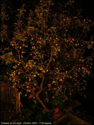 Pommier in the night. Octobre 2004.