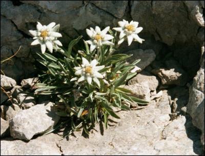 Edelweiss (Leontopodium alpinum). Zavizan, Croatie. Juillet 2001.