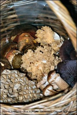 Panier de champignons. Forêt de Soignes. Octobre 2001.