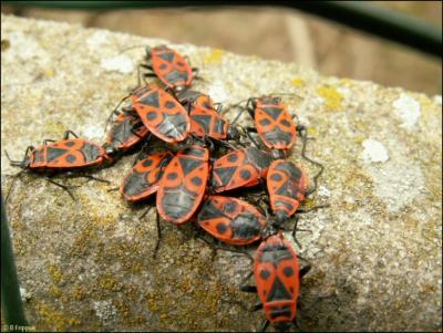 Gendarmes (Pyrrhocoris apterus)