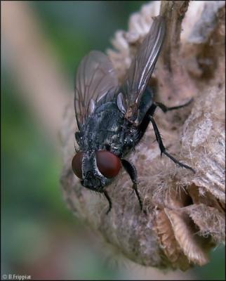 Mouche (rapprochée)