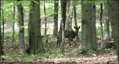Chevreuil en Forêt de Soignes.