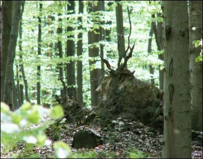 Sanglier ou cerf momifié ?