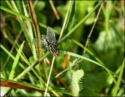 Perpendicularité d'une mouche sur un brin d'herbe.
