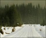 Fagnes, ski de fond et chevreuils.