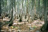 Forêt de hêtres en Velebit.