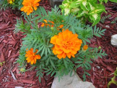 flowers around the church