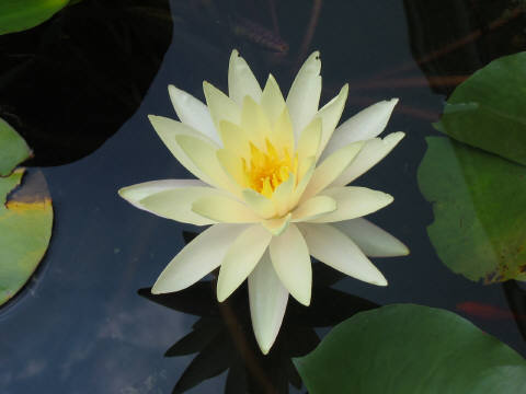 water lily in the water pond outside of the church