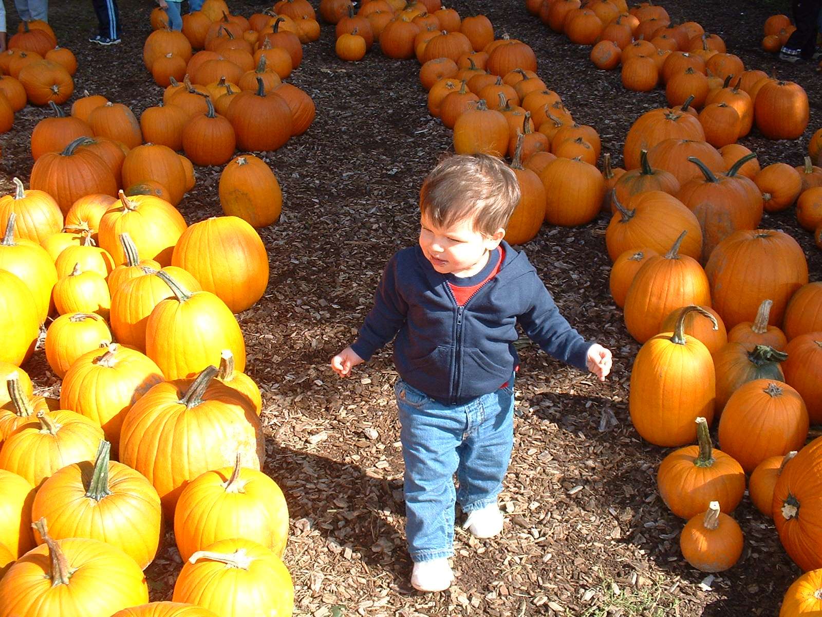 Parting the pumpkin sea
