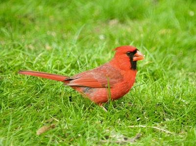CardinalXLNT_Web1000_0496.jpg