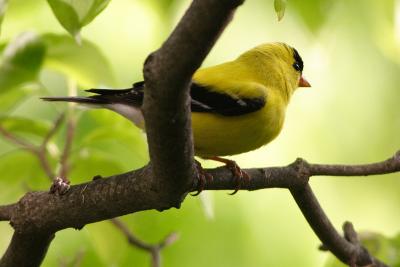 goldfinch 050.jpg