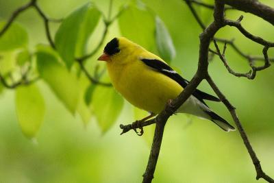 goldfinch 052.jpg