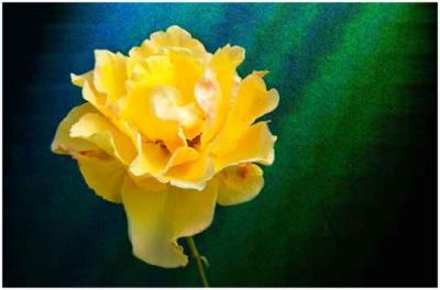 Bob Oze: Yellow Rose