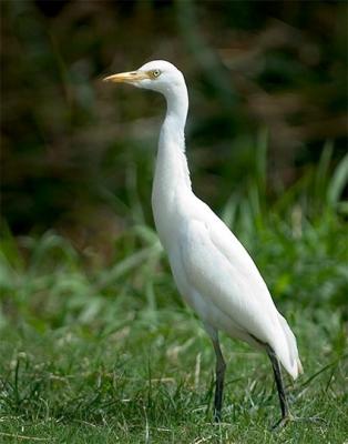 Hal Muhrlein: Intermediate Egret.jpg