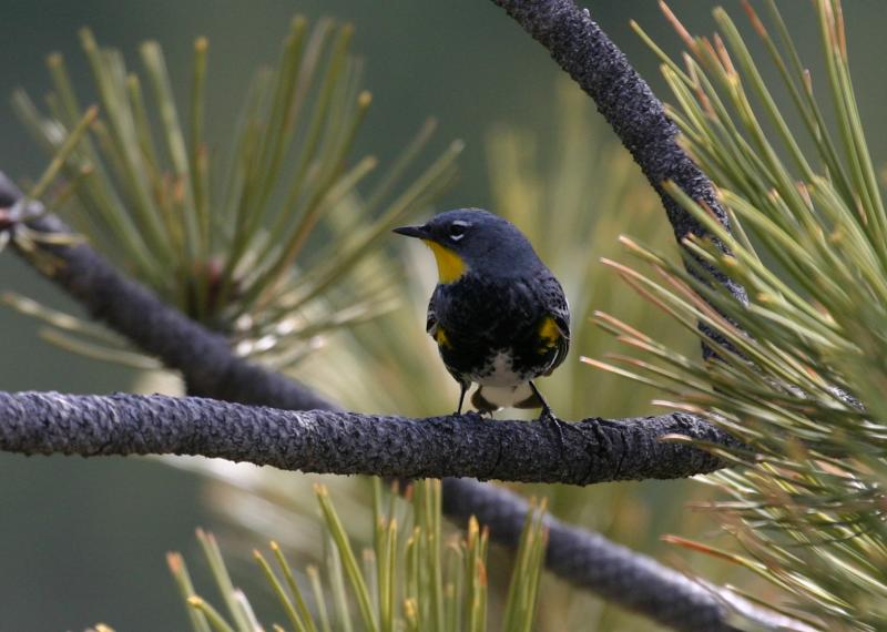 Yellow-rumped Warbler (Audubons)