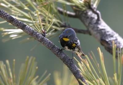 Yellow-rumped Warbler (Audubon's)