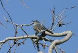 Blue-gray Gnatcatcher