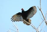 Turkey Vulture