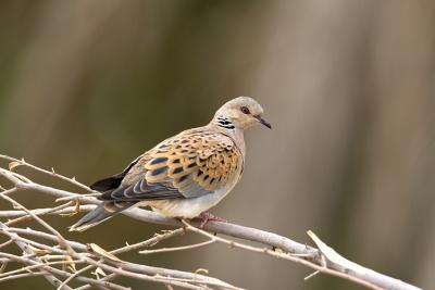 Tortora (Turtle Dove)