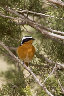 Codirosso Algerino (Moussier's Redstart)