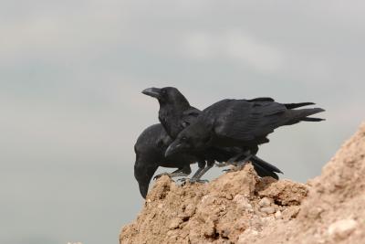 Corvo Imperiale (Raven)