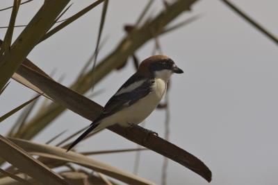 Averla capirossa ( Woodchat Shrike )