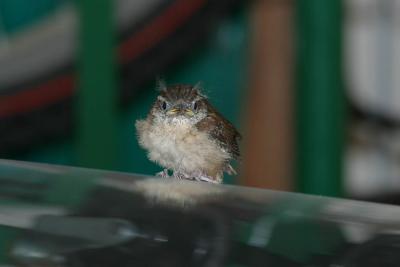 Wren Fledglings-5.jpg