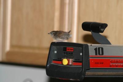 Birding Photos