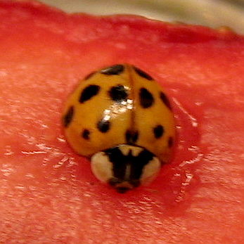 strawberry ladybug.jpg