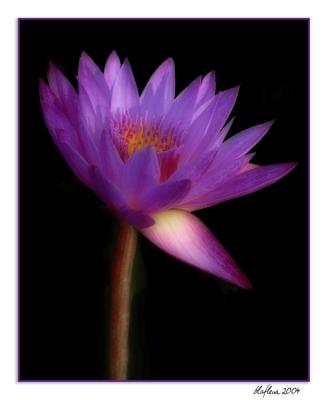 Purple Lily Dream