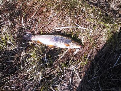 Trout