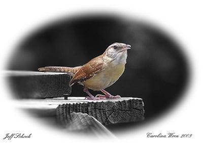 Carolina wren copy 2.jpg