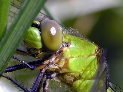 wGreen Dragonfly2.jpg
