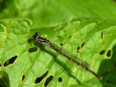 wDamselfly.jpg