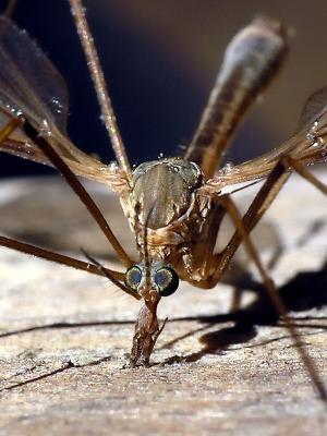 wMosquito Hawk6.jpg