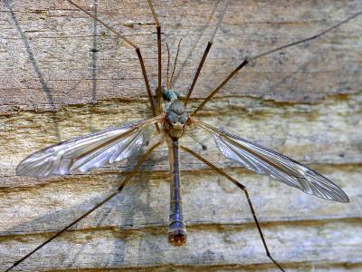 wMosquito Hawk4.jpg