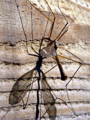 wMosquito Hawk5.jpg