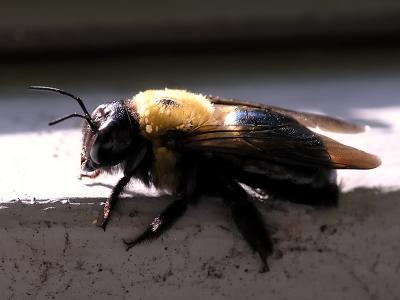 wBacklit Bumble Bee.jpg