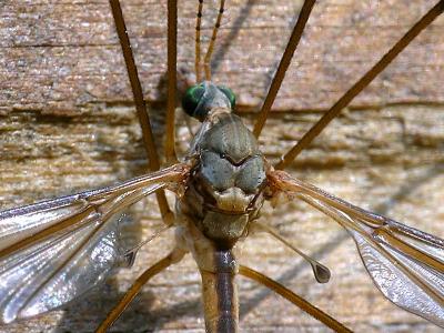wMosquito Hawk7.jpg
