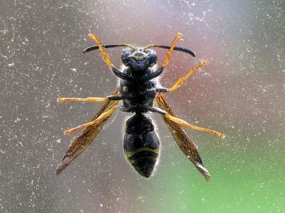 wBee Under Glass2.jpg