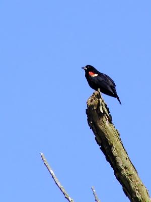 wRedwing Blackbird2 Male.jpg