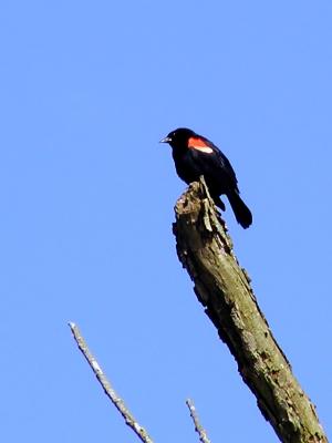 wRedwing Blackbird1 Male Orig.jpg