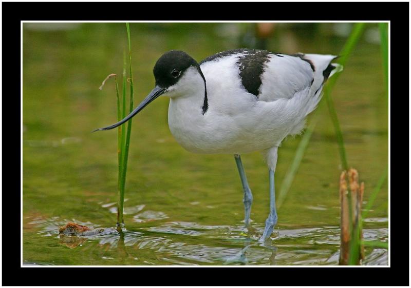 avocet.jpg